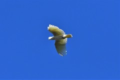 Cacatua galerita galerita