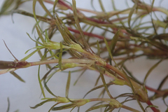 Najas graminea
