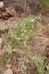 Cynoglossum creticum