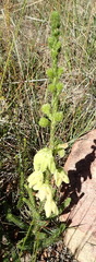 Erica sparrmanni