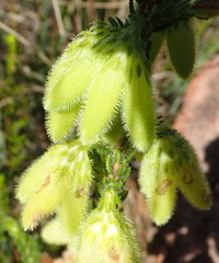 Erica sparrmanni