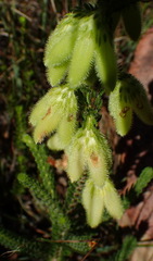 Erica sparrmanni