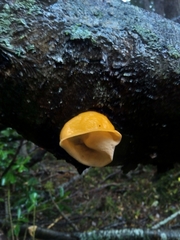 Aleurodiscus vitellinus