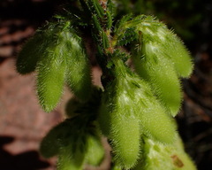 Erica sparrmanni