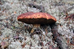 Boletus pinophilus