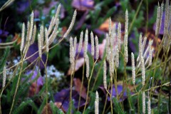 Lycopodium clavatum