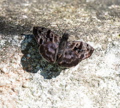 Ebrietas anacreon