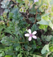 Erodium cicutarium
