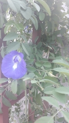 Clitoria ternatea