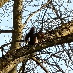 Sciurus vulgaris