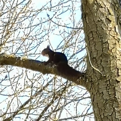 Sciurus vulgaris
