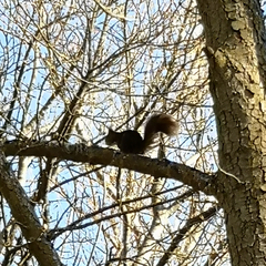 Sciurus vulgaris