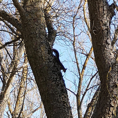 Sciurus vulgaris