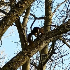 Sciurus vulgaris
