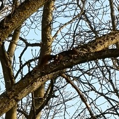 Sciurus vulgaris