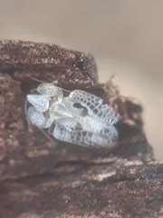 Corythucha ciliata