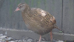 Gallirallus australis hectori