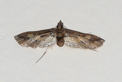 Hydriris chalybitis