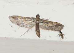 Hydriris chalybitis