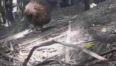 Gallirallus australis hectori