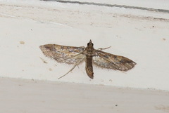 Hydriris chalybitis