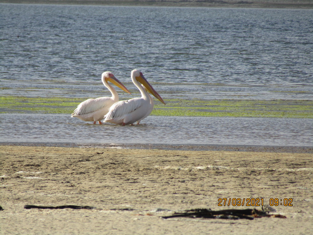큰사다새 from Rooisand (Botrivier) Overberg District... Location not accurate. · iNaturalist 큰사다새 (Pelecanus onocrotalus)