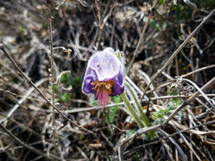 Pulsatilla violacea