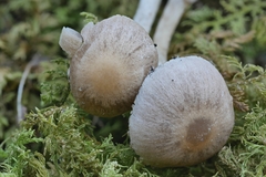 Psathyrella impexa