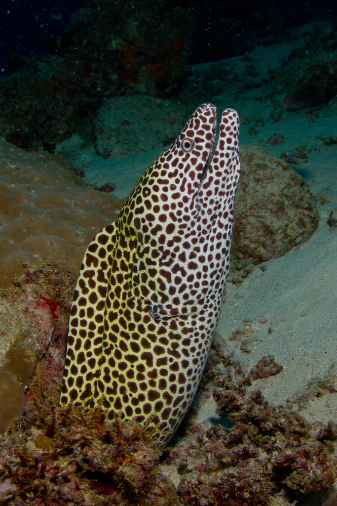 Laced Moray