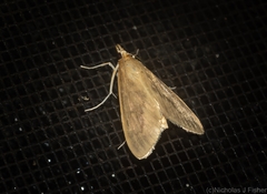 Circobotys occultilinea