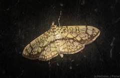 Haritalodes obliqualis