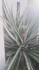 Ananas comosus
