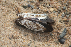 Hyridellini