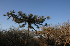 Decarya madagascariensis