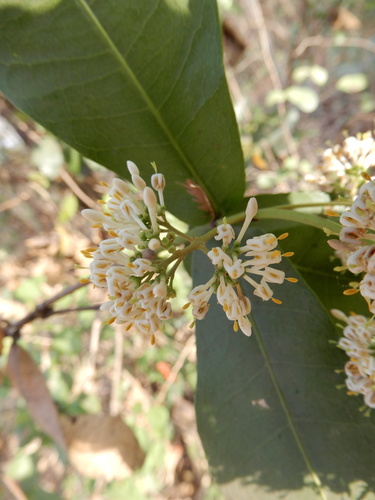 Torch tree (Ixora pavetta)