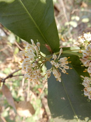 Ixora pavetta