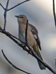 Mimus polyglottos image