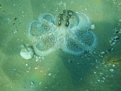 Octopus berrima image