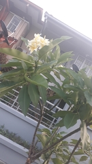 Plumeria rubra