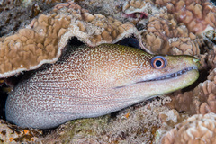 Undulated Moray photo 3