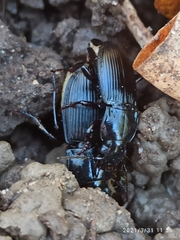 Abax parallelepipedus