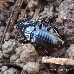 Abax parallelepipedus