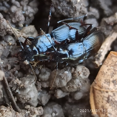 Abax parallelepipedus