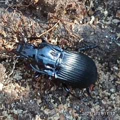 Abax parallelepipedus