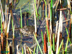 Pelophylax ridibundus