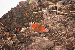 Aglais io
