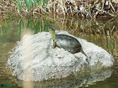 Emys orbicularis