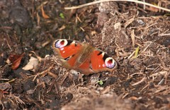 Aglais io