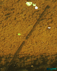 Bufotes viridis sitibundus