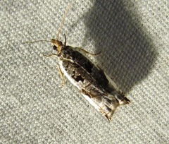 Ancylis mediofasciana